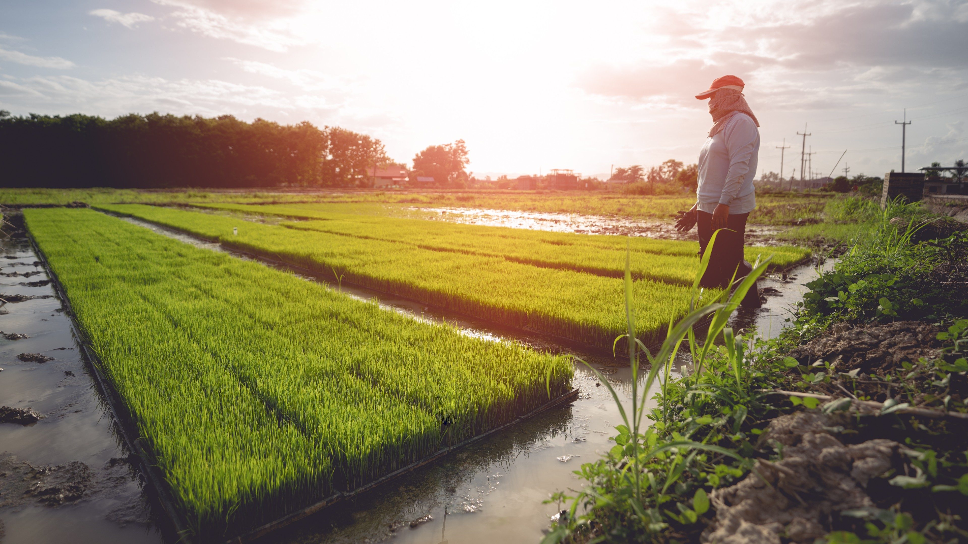 A worker standing in a rice field.