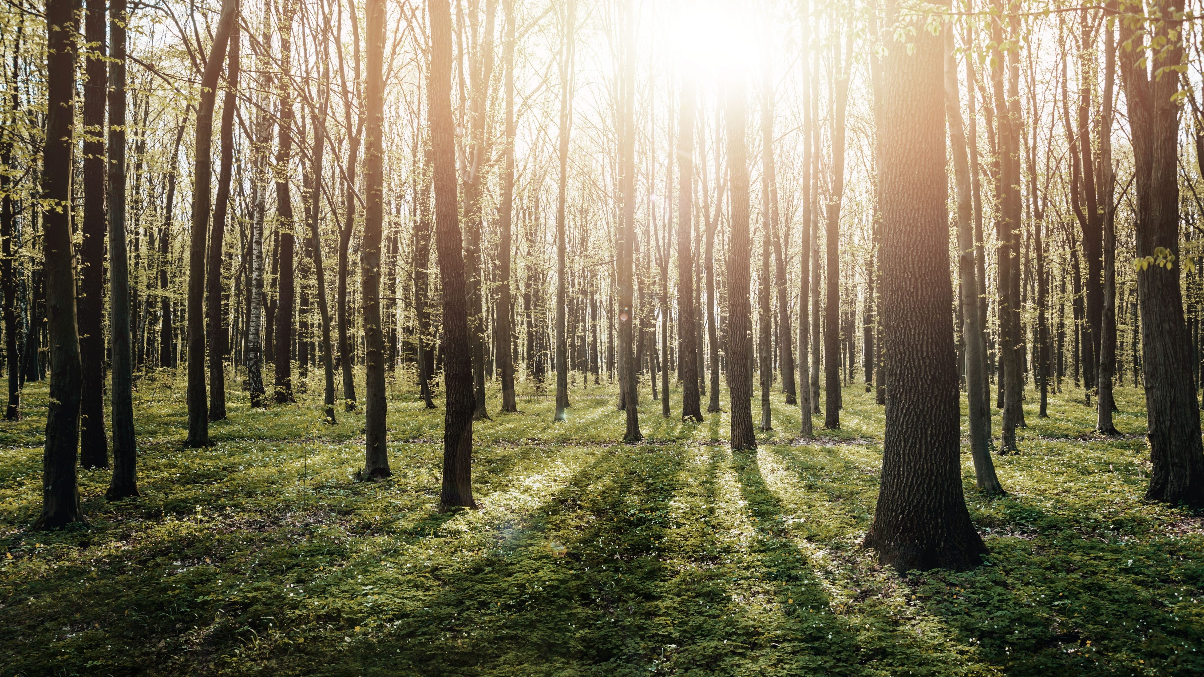 Rays of light in the forrest. Background