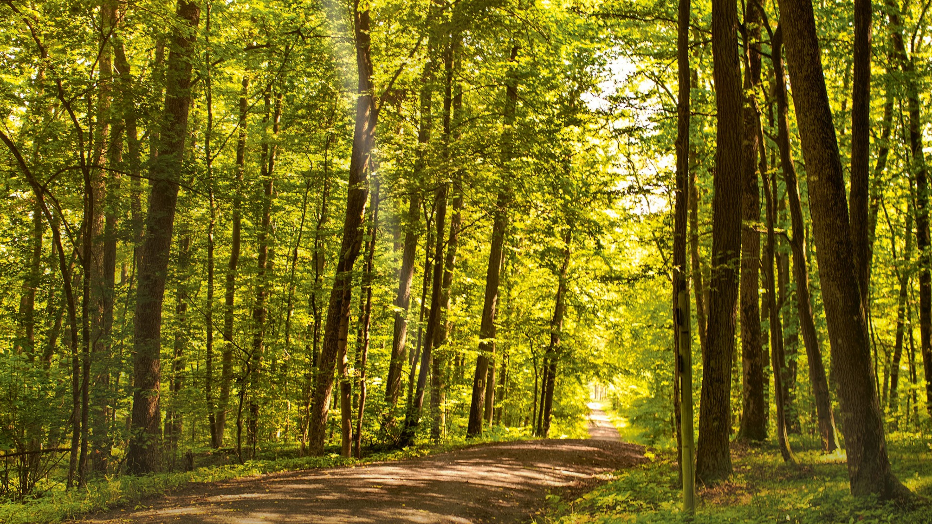 Summer forest path sunlight through trees