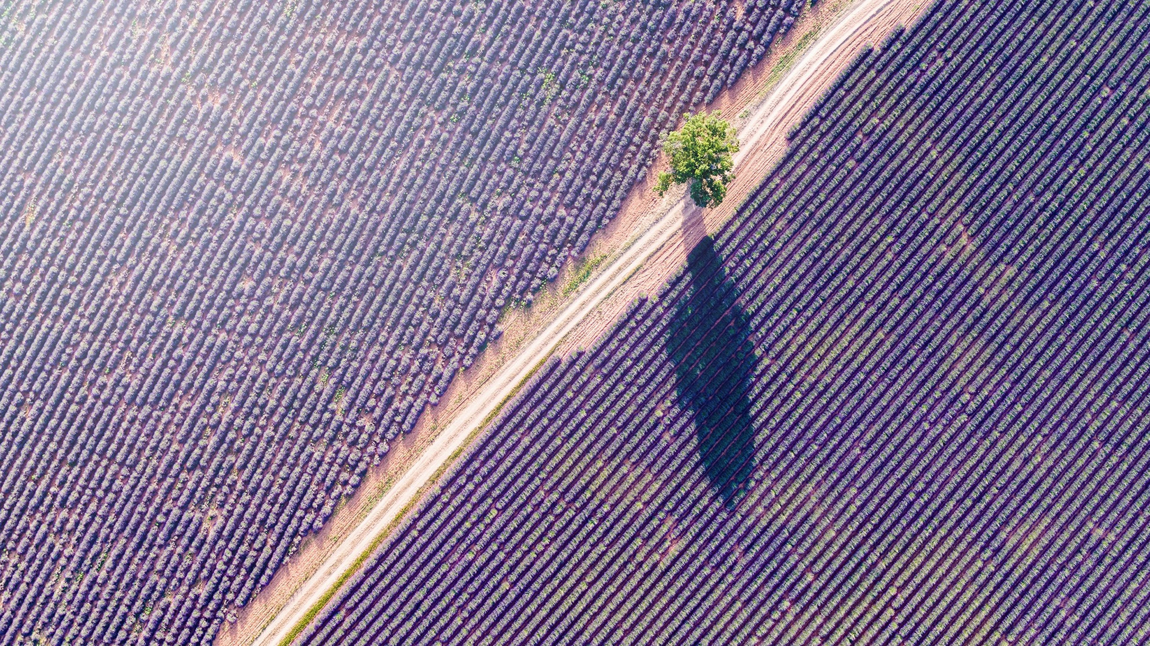 Vue aérienne graphique d'un champ de lavande violette avec un arbre solitaire projetant son ombre sur les rangées.