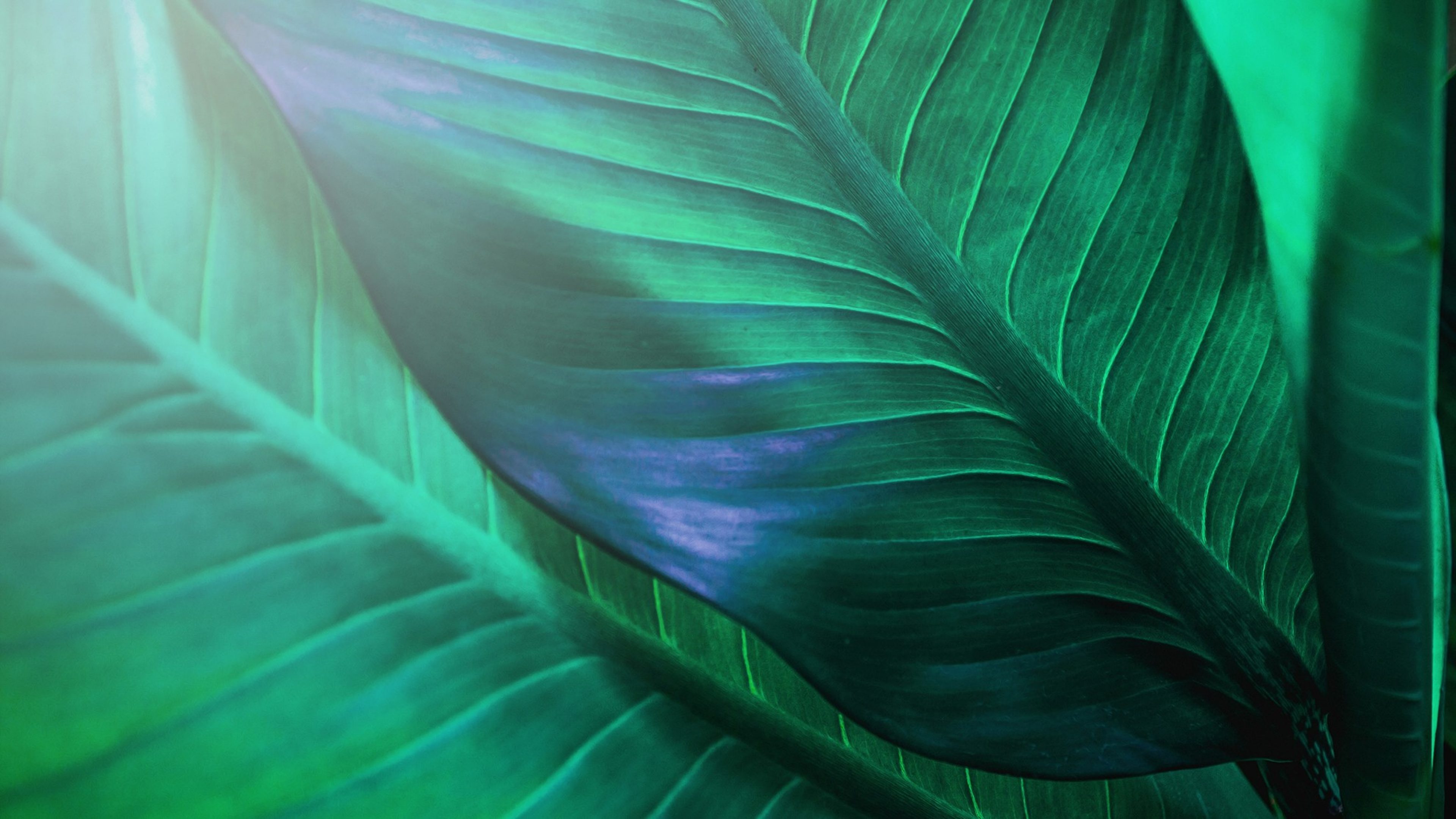 abstract green leaf texture, nature background, tropical leaf; Shutterstock ID 1408079261; purchase_order: Swiss Life Asset Managers France; job: Swiss Life Asset Managers France; client: Swiss Life Asset Managers France; other: Swiss Life Asset Managers France