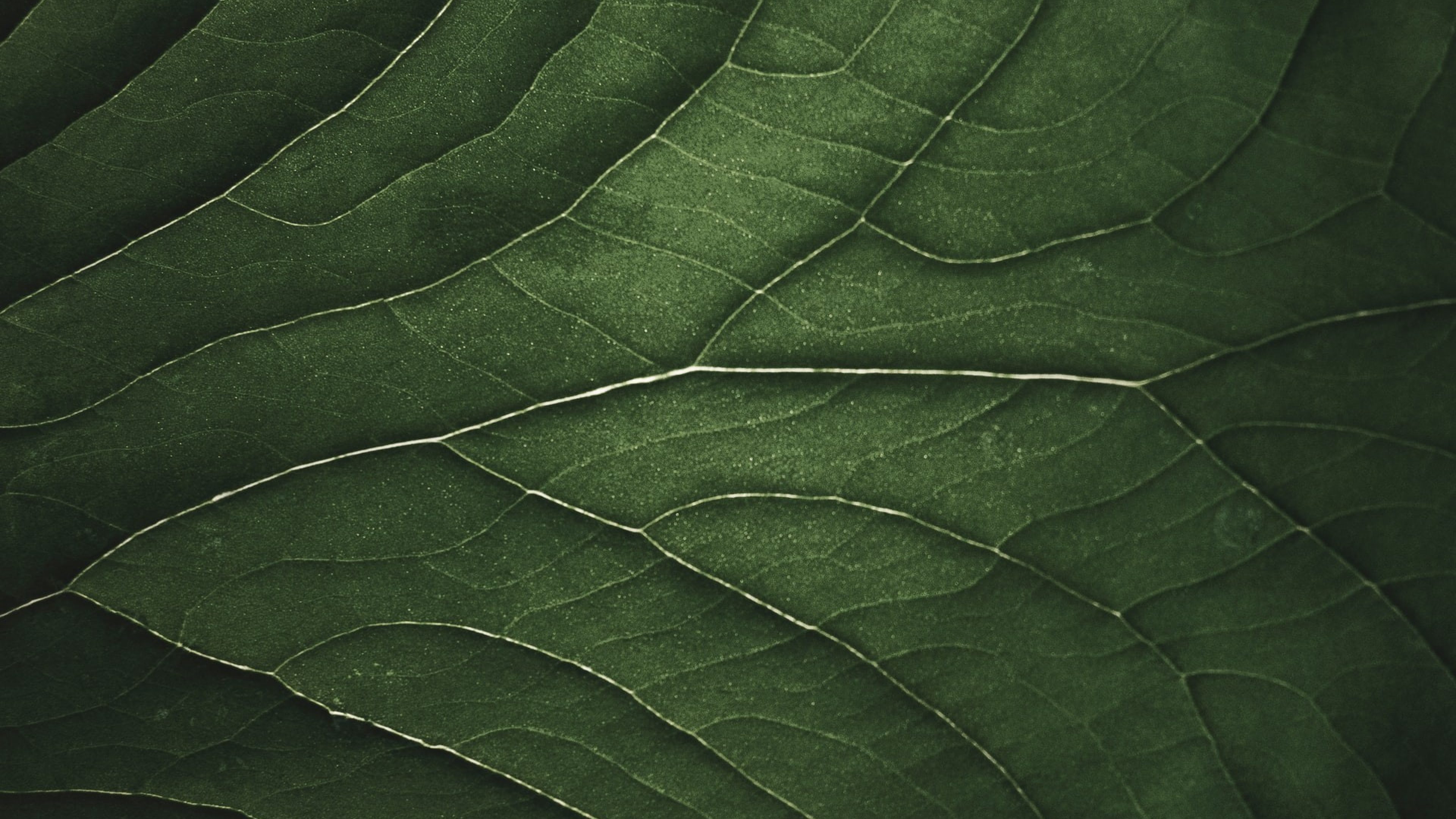 Détail macroscopique des nervures d'une feuille d'arbre vert foncé, illustrant les fondations et l'histoire.