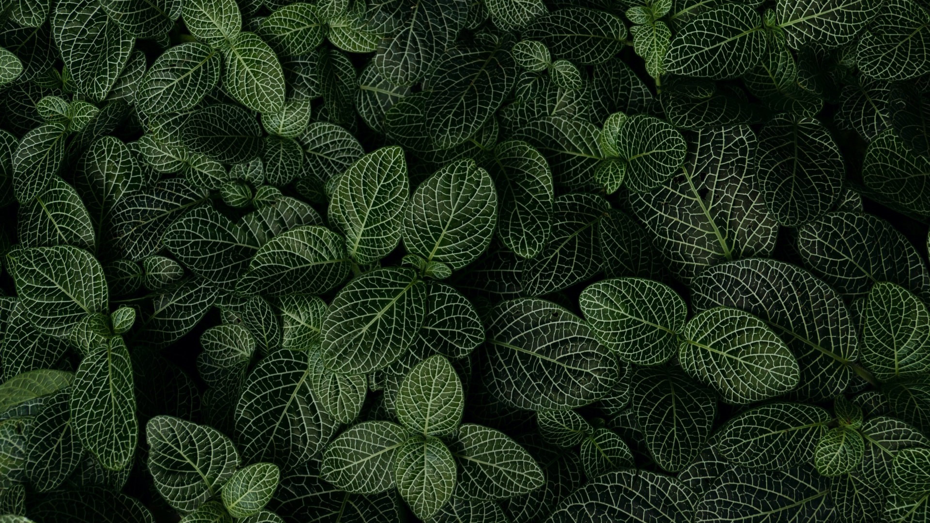 Vue rapprochée d'un tapis de petites feuilles ovales et denses, évoquant la résilience et la protection du capital.