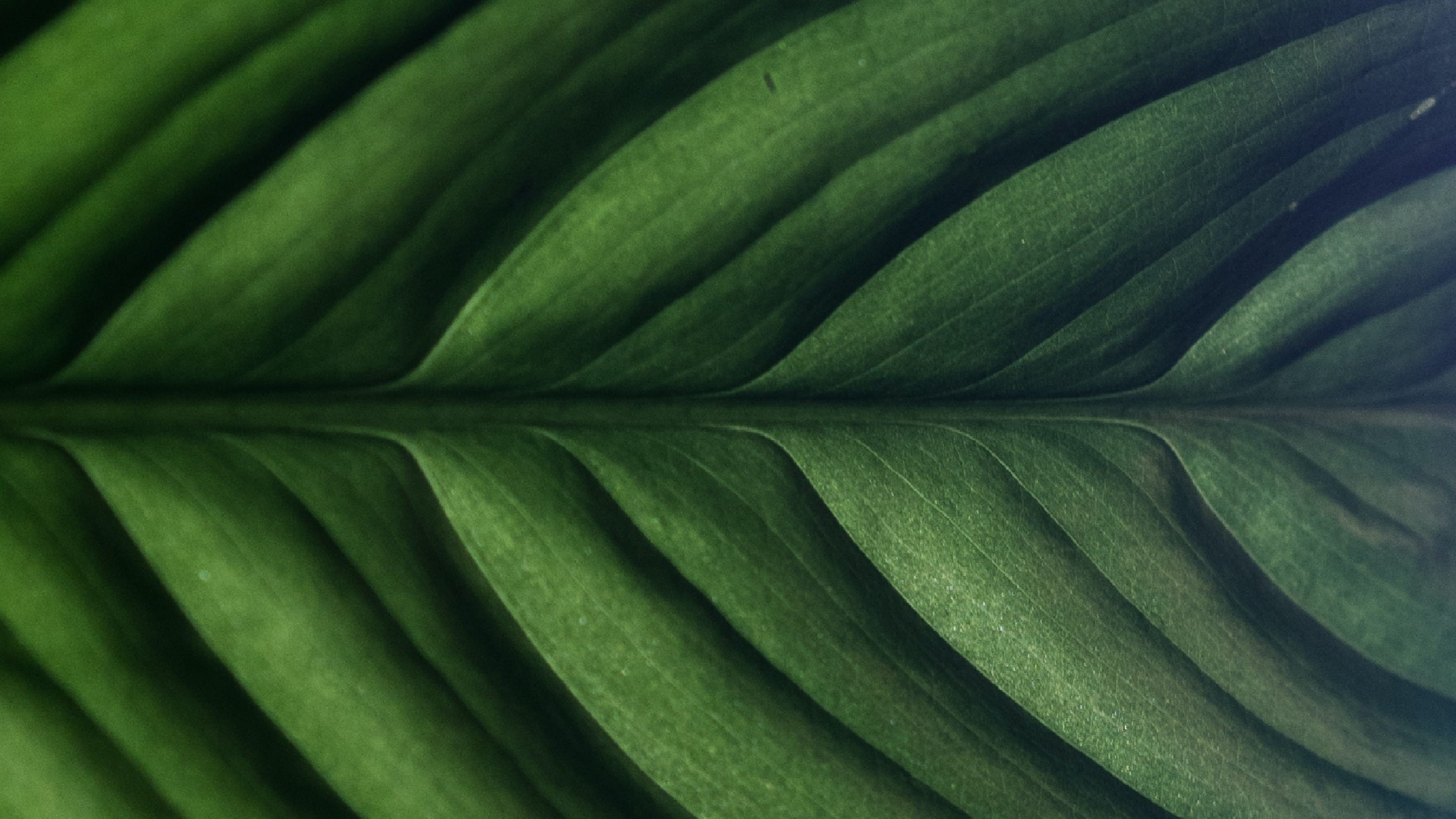 Détail d'une grande feuille verte montrant une nervure centrale d'où partent des lignes symétriques, symbolisant l'équilibre et la répartition du patrimoine.