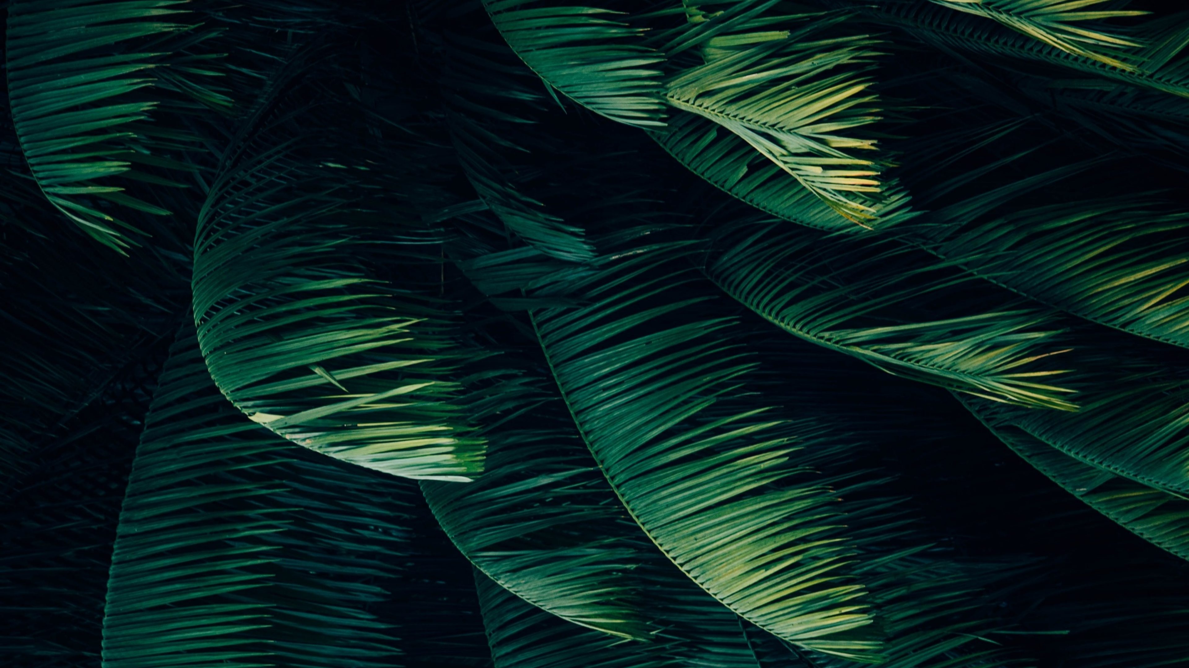 Détail macro de grandes feuilles tropicales aux lignes parallèles parfaites, symbolisant les normes et les certifications.