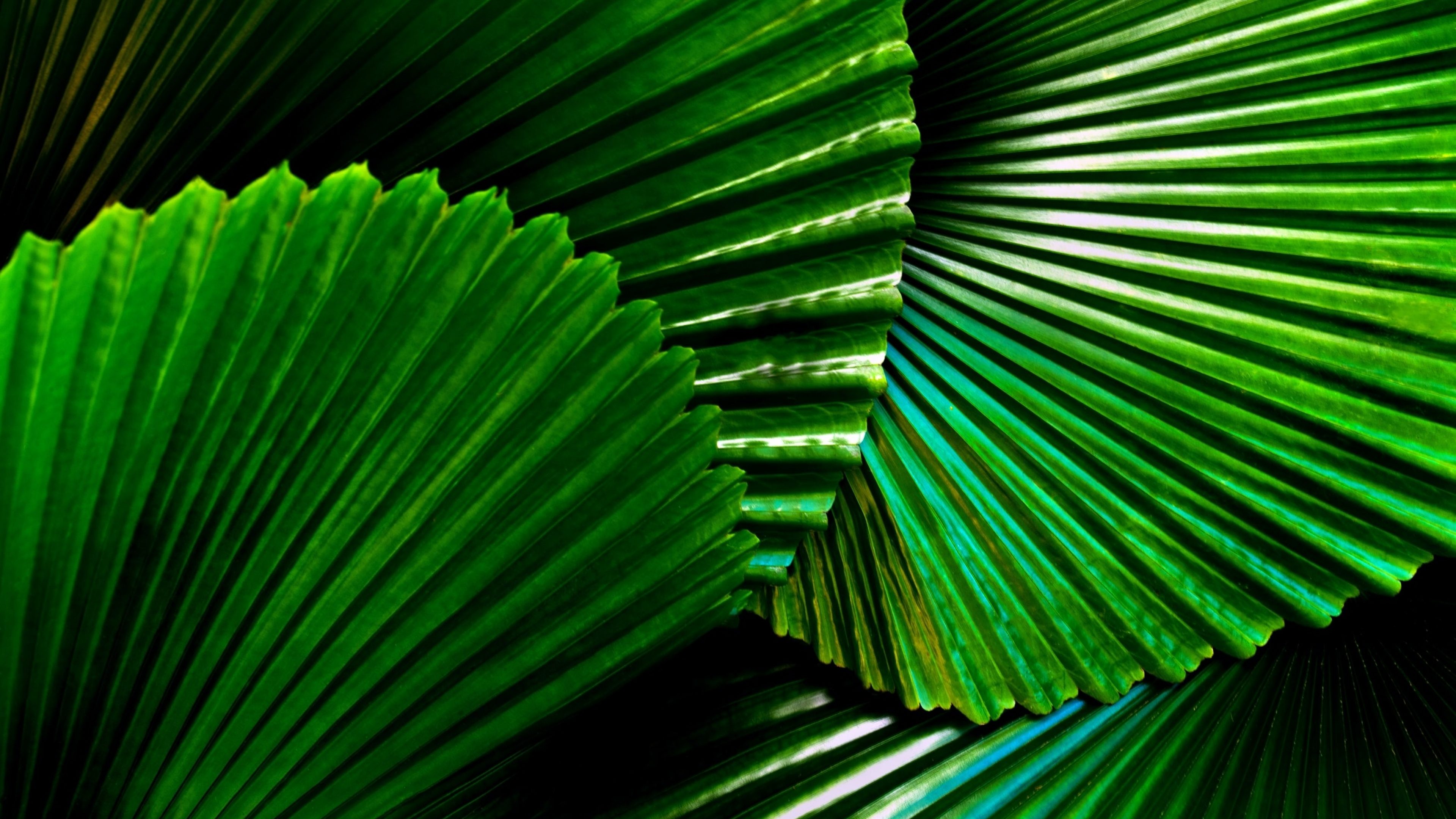 Gros plan sur les feuilles d'un palmier en éventail, montrant une structure organisée et rayonnante.