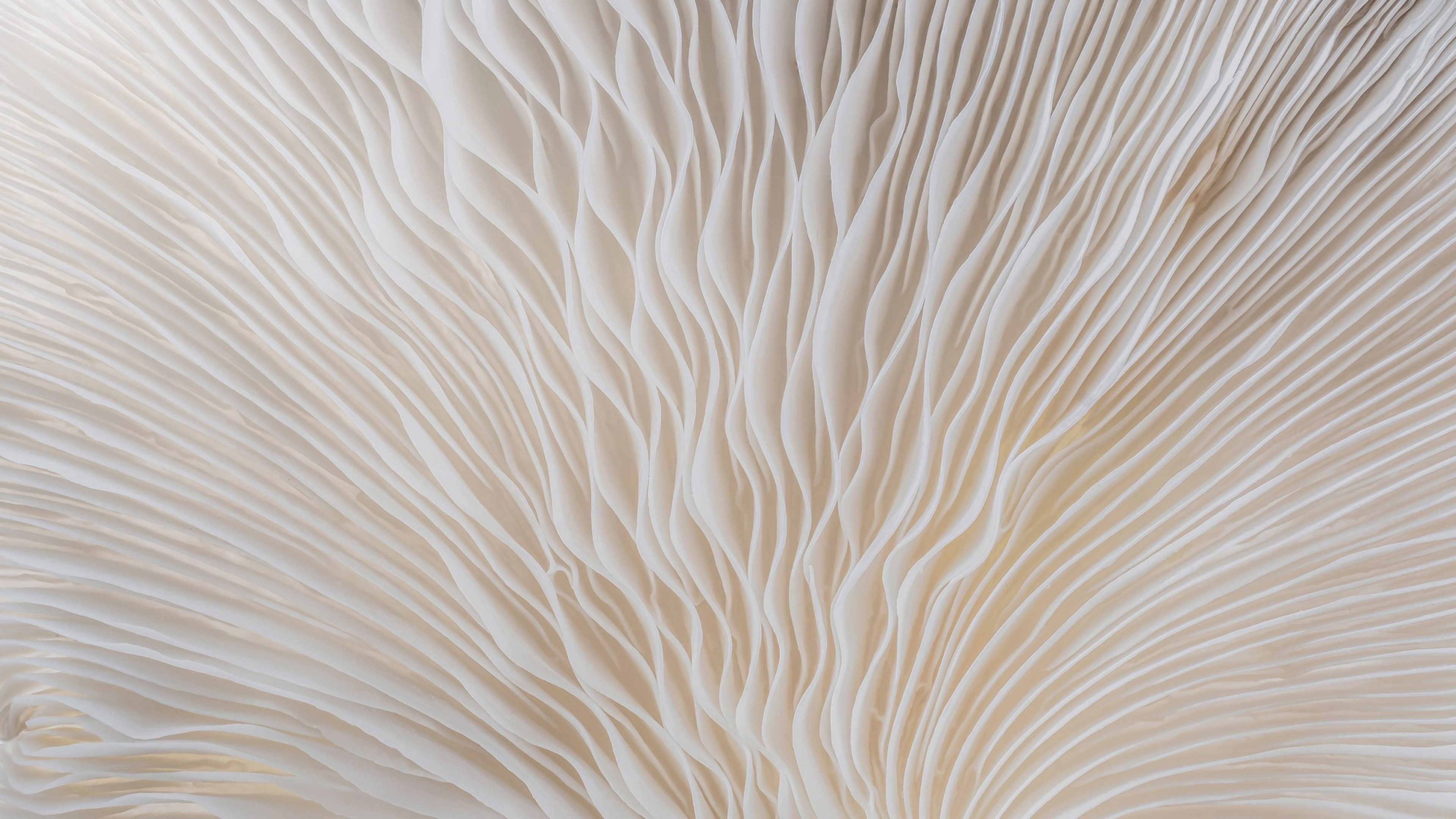 abstract background macro image of Sajor-caju Mushroom.; Shutterstock ID 482958400; purchase_order: Swiss Life Asset Managers France; job: Swiss Life Asset Managers France; client: Swiss Life Asset Managers France; other: Swiss Life Asset Managers France