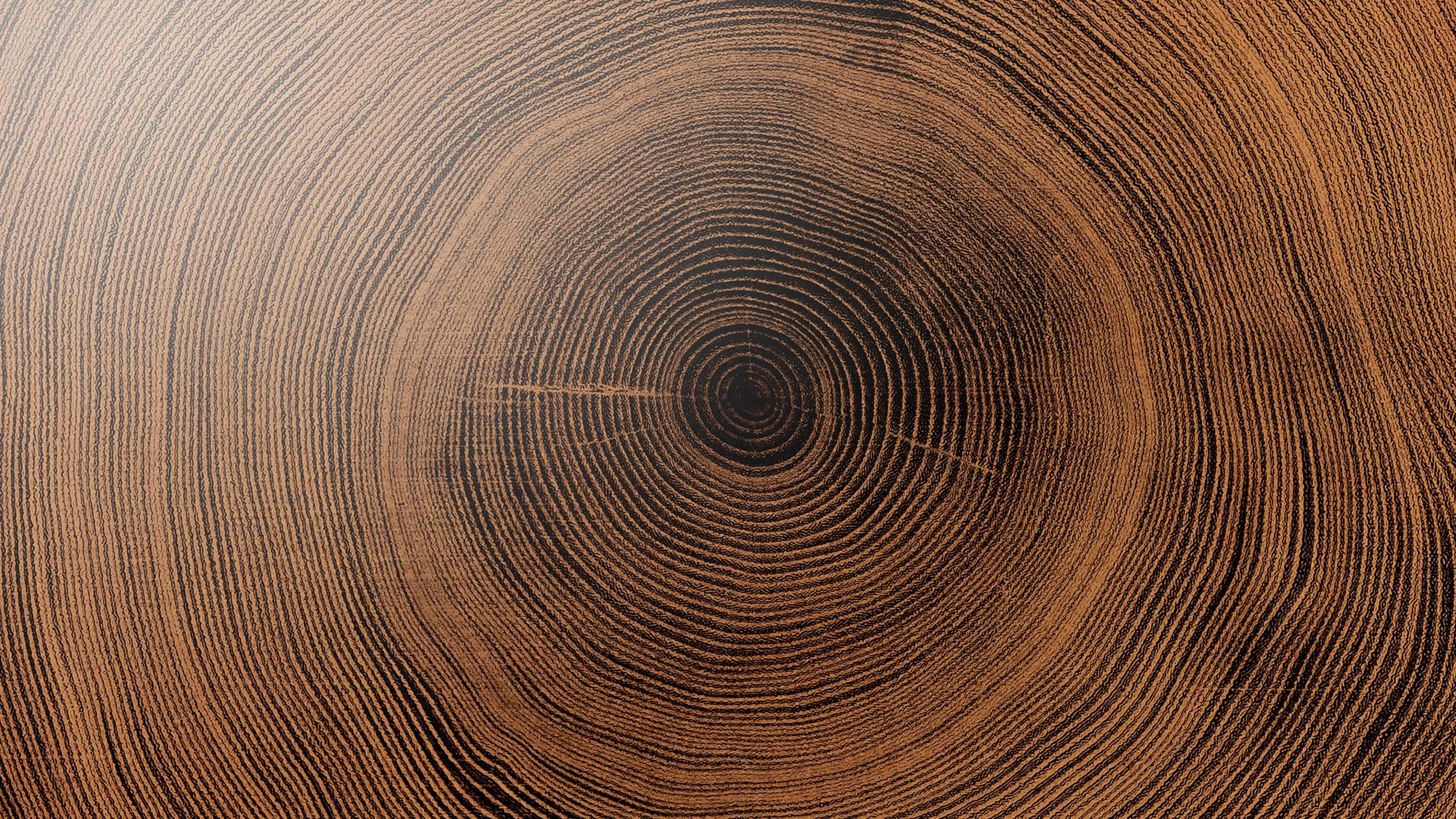 Gros plan texturé sur les cercles de croissance d'un tronc d'arbre coupé, évoquant la performance et le temps long.