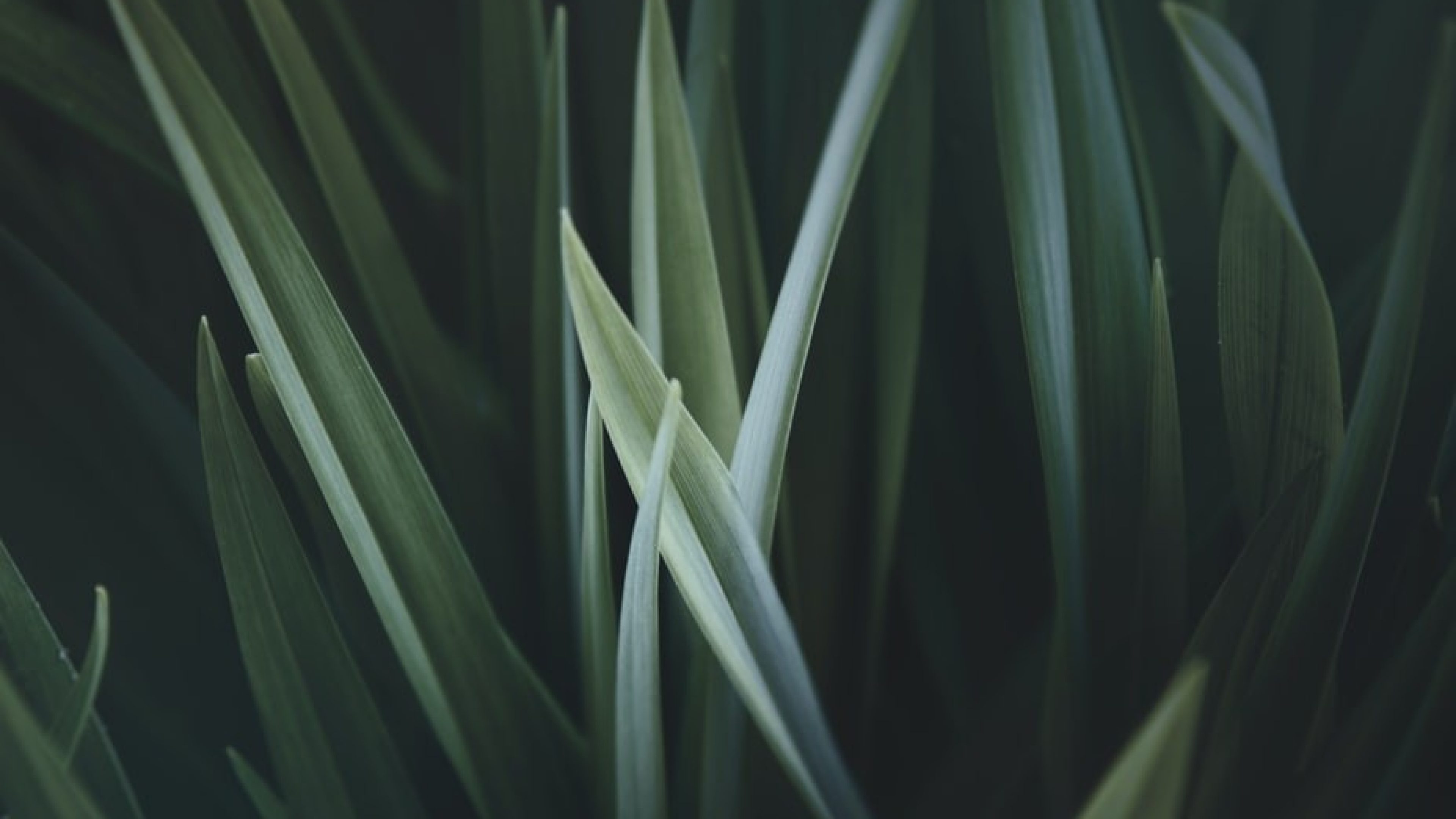 Gros plan sur des brins d'herbe effilés s'élevant vers le haut, symbolisant la croissance naturelle.