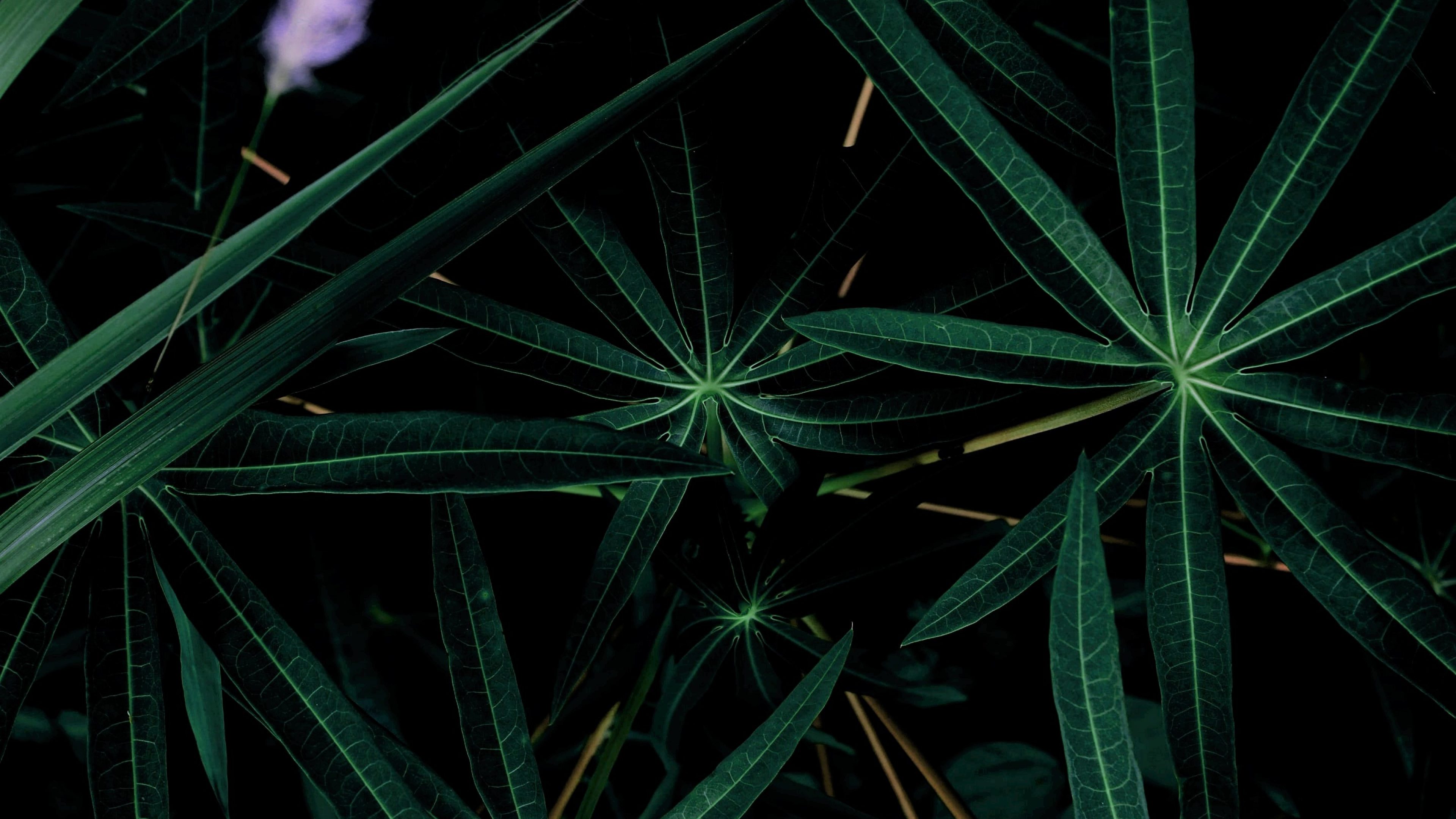 Vue rapprochée de feuilles palmées sombres sur fond noir, suggérant la diversité des opportunités d'investissement.