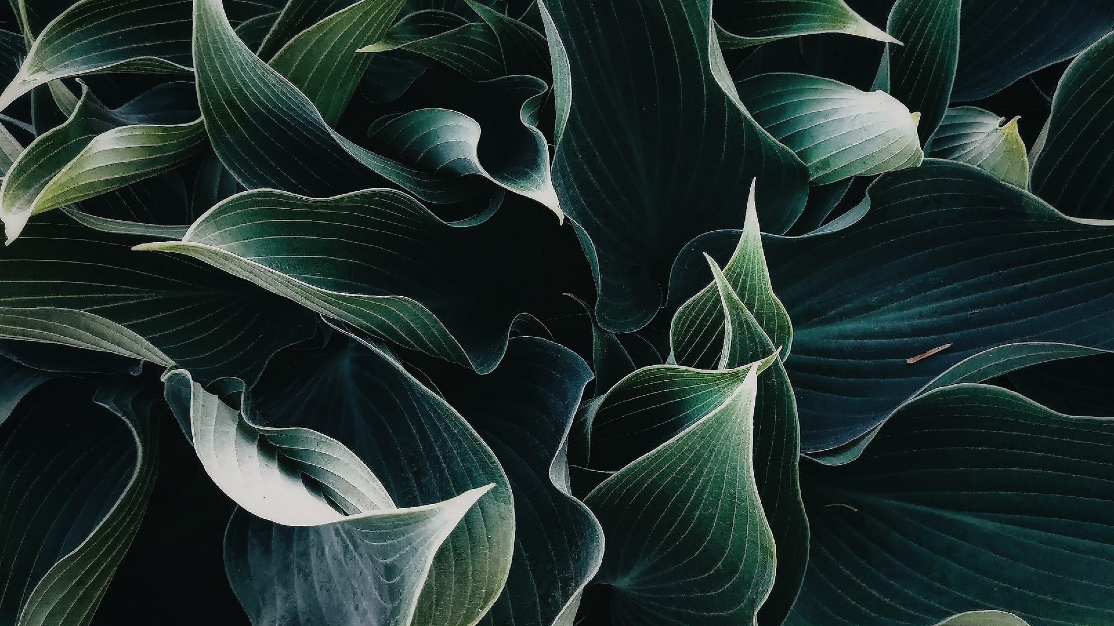 Photographie de feuilles aux pointes acérées et aux reflets argentés, suggérant la performance et le dynamisme financier.