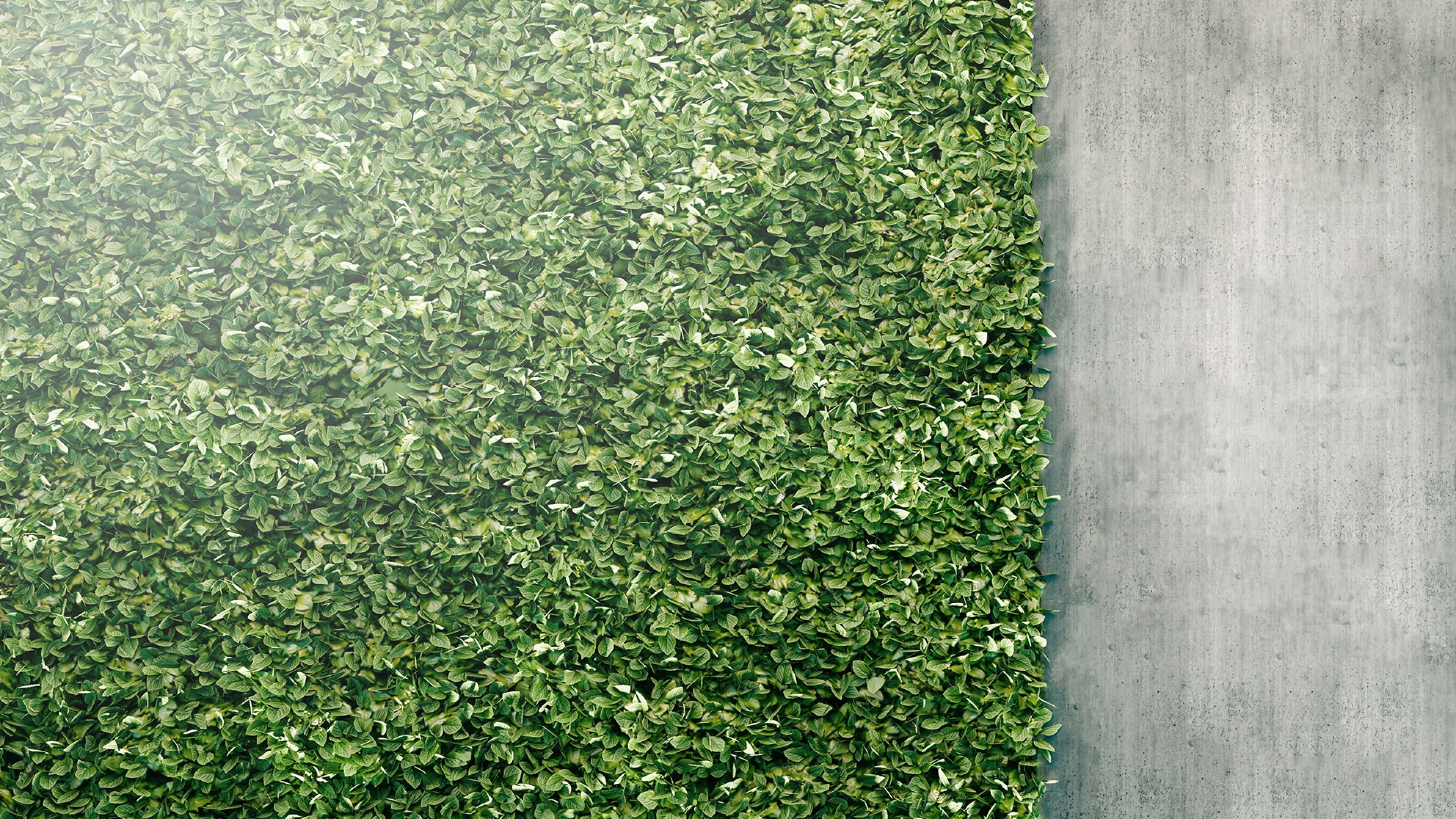 Mur végétalisé sur un bâtiment moderne symbolisant les infrastructures vertes.