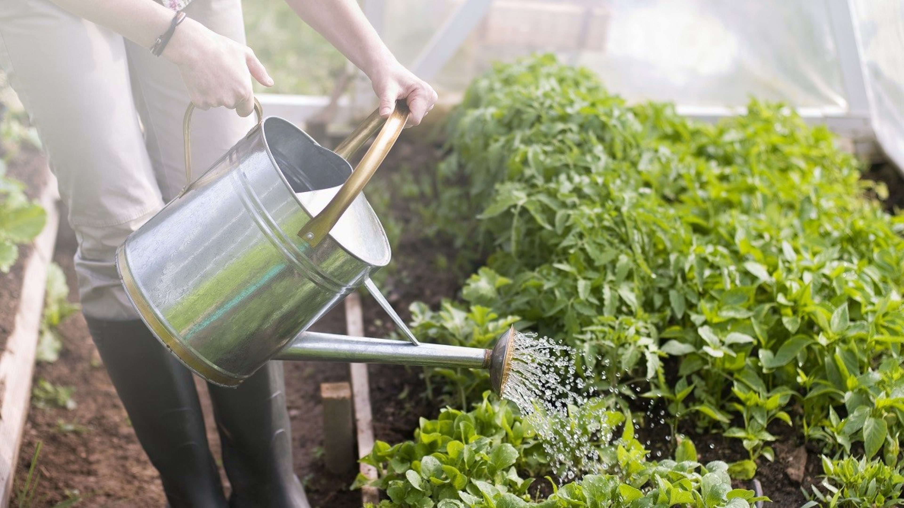 Gros plan sur une personne utilisant un arrosoir en métal pour prendre soin de jeunes plants dans un potager, symbolisant la gestion patiente et durable.