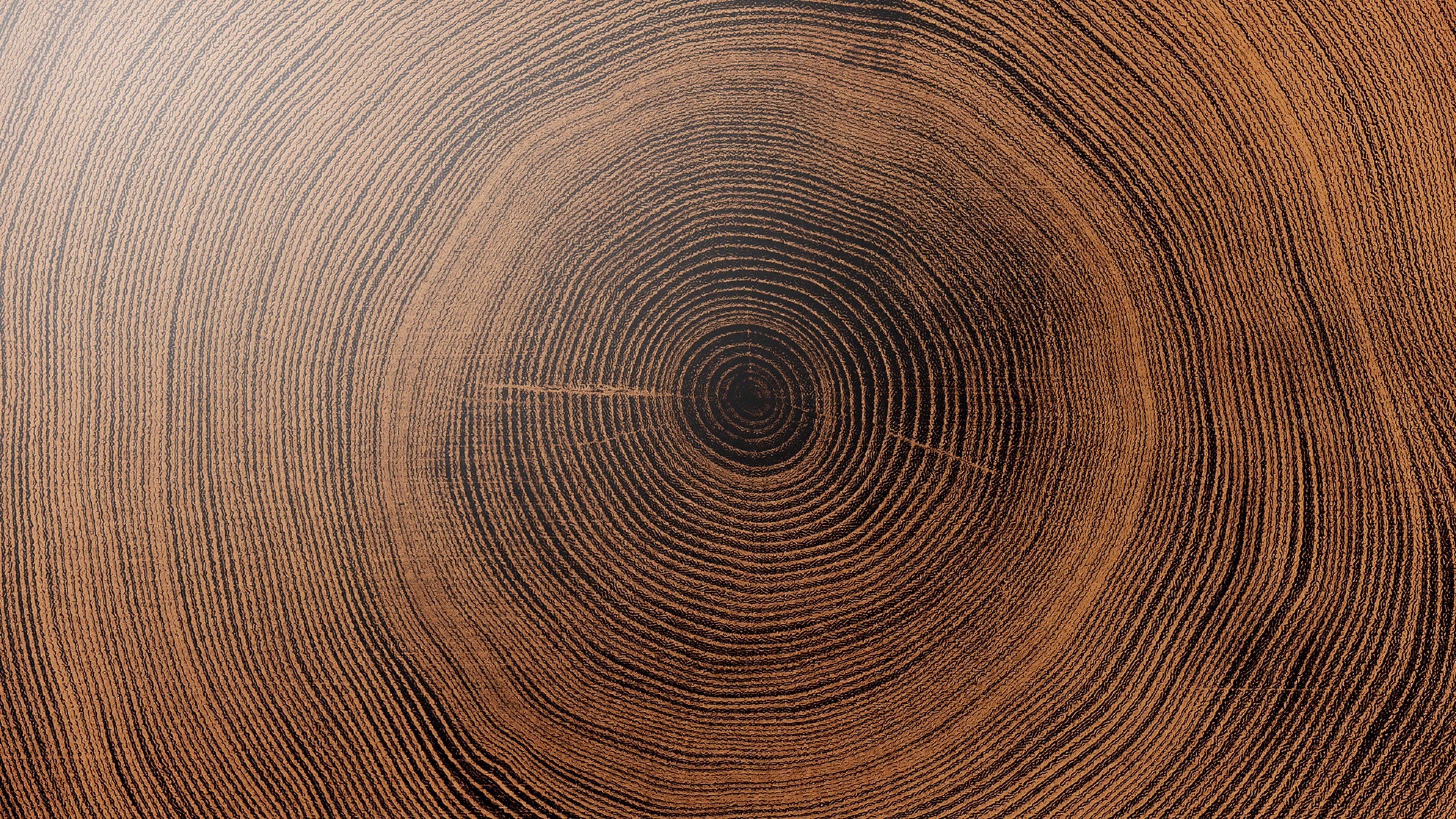 Old wooden oak tree cut surface. Detailed warm dark brown and orange tones of a felled tree trunk or stump. Rough organic texture of tree rings with close up of end grain.; Shutterstock ID 1532196809; purchase_order: Swiss Life Asset Managers France; job: Swiss Life Asset Managers France; client: Swiss Life Asset Managers France; other: Swiss Life Asset Managers France